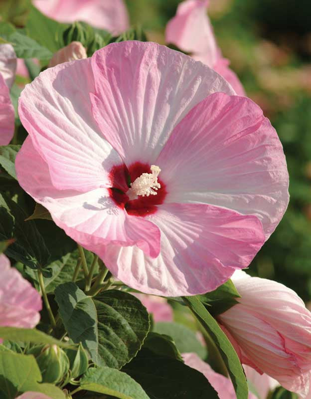 Hibiscus moscheutos Luna™ 'Pink Swirl' - Hibiscus des marais