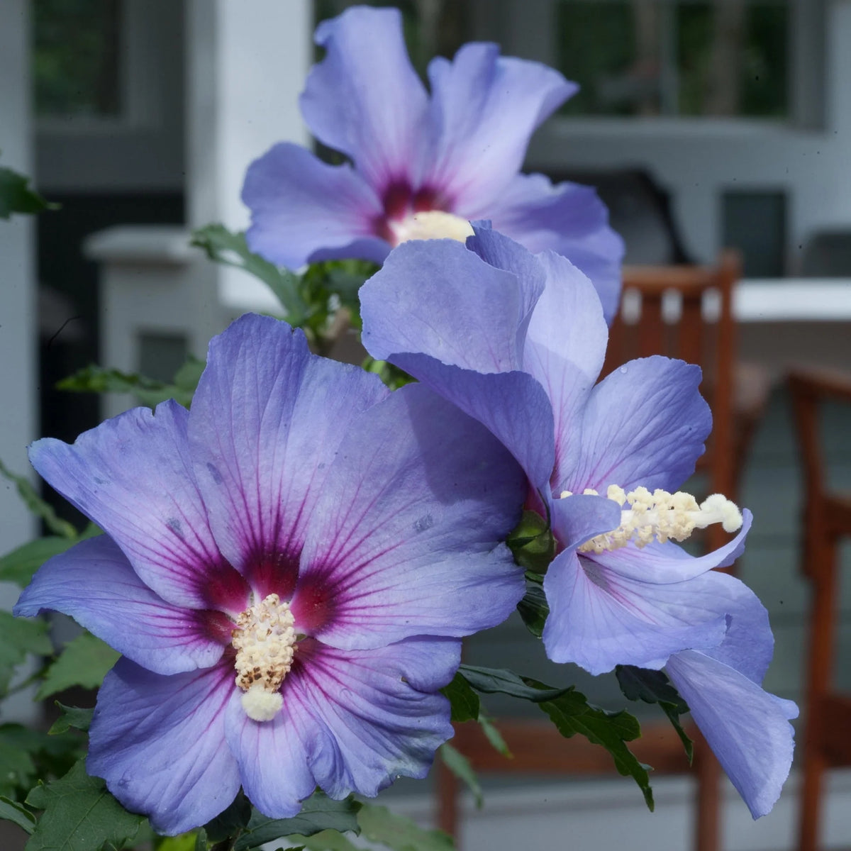 Hibiscus syriacus 'Azurri Blue Satin'