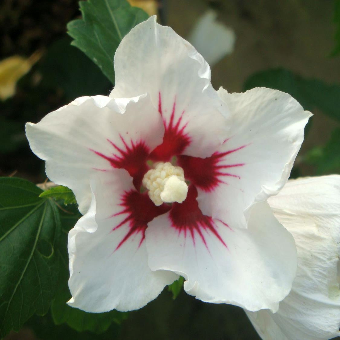 Hibiscus syriacus 'Red Heart'