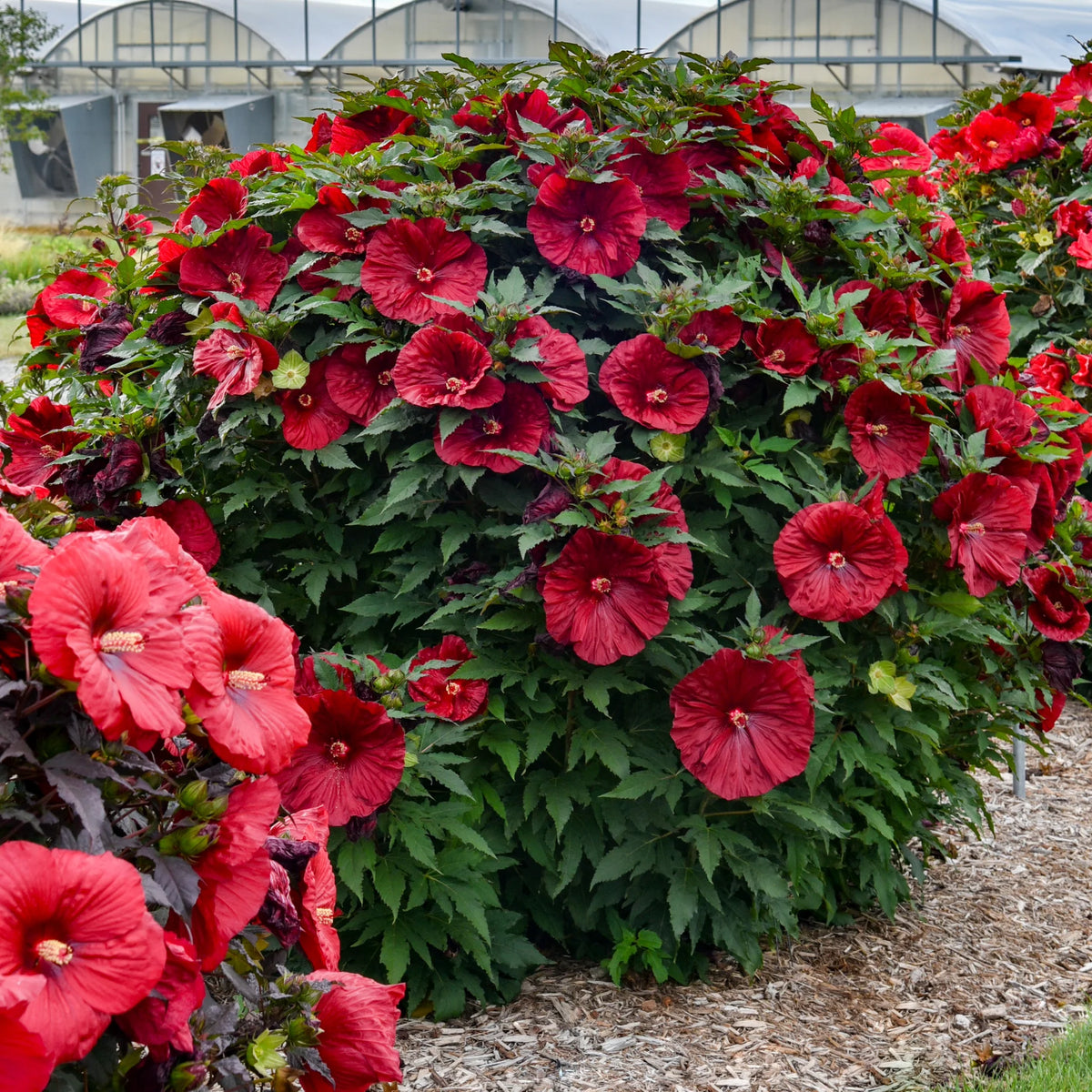 HIBISCUS  'Blackberry Merlot'