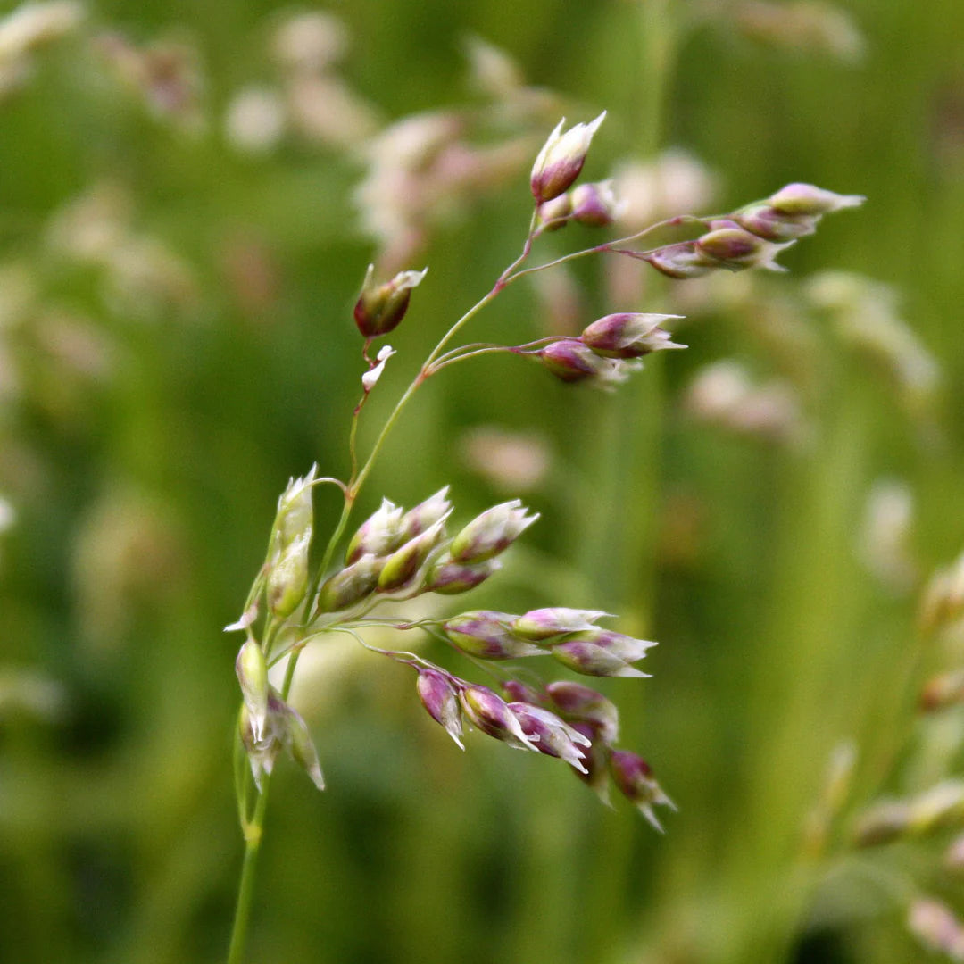 Hierochloe odorata - Foin d'odeur