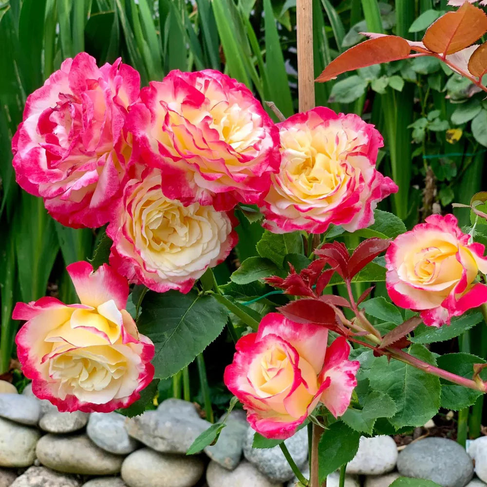Rosa 'Double Delight - rosier
