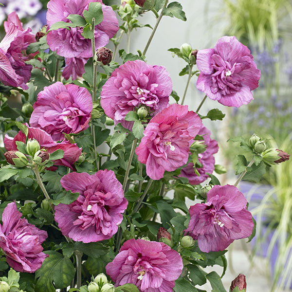 Hibiscus Syriacus 'Magenta Chiffon'