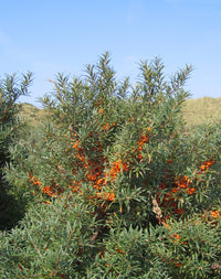 Hippophae rhamnoides 'Pollmix' mâle  - Argousier