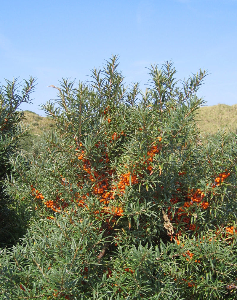 Hippophae rhamnoides 'Pollmix' male - Sea Buckthorn