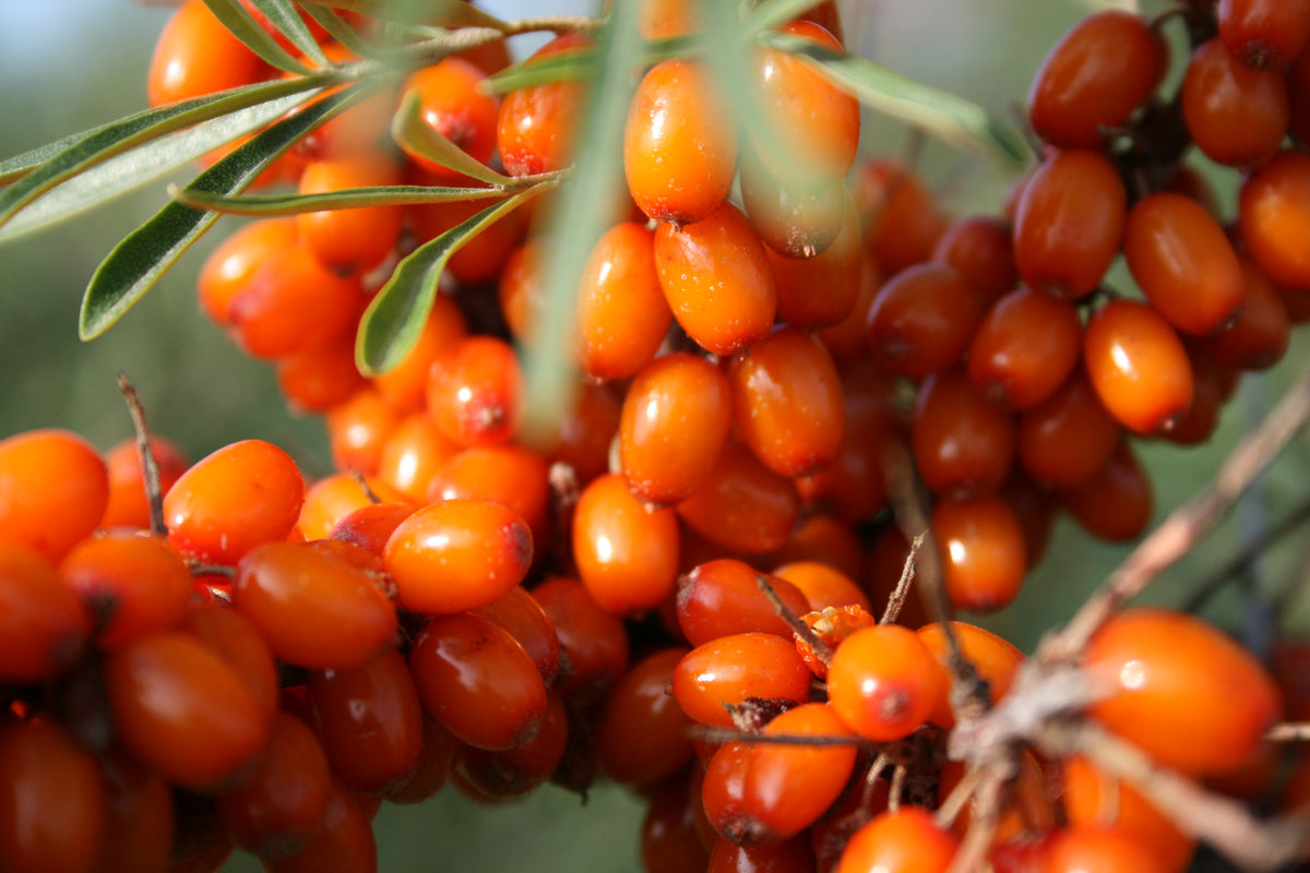 Hippophae rhamnoides 'Orange Russian' - Argousier