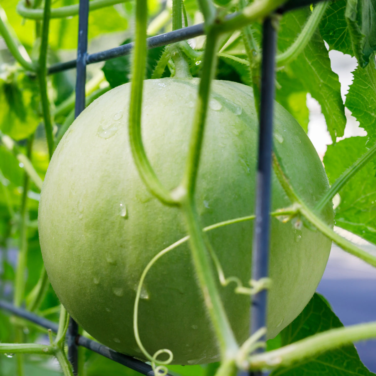 Melon miel en pot