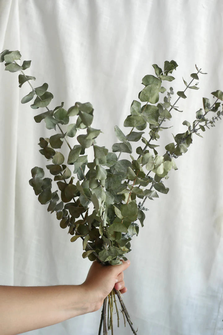 bouquet d'eucalyptus séchées