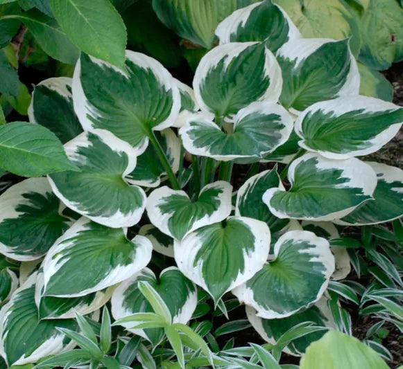 Hosta 'Minuteman'