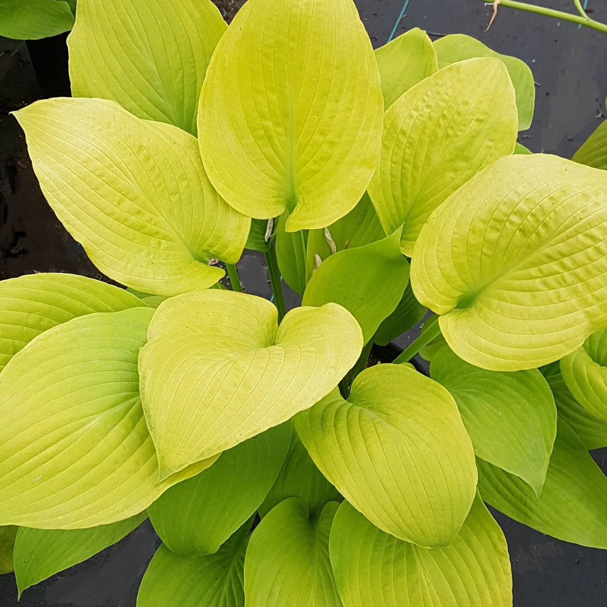 Hosta 'Osiris Ovation'