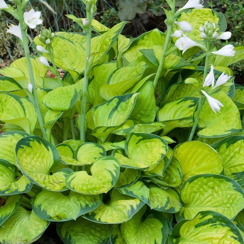 Hosta Rainforest Sunrise
