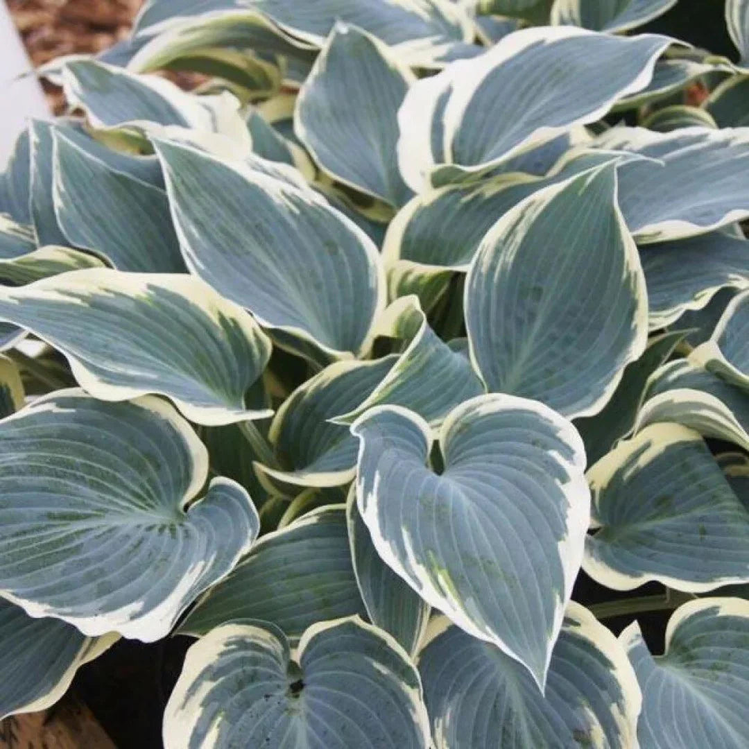 Hosta El Nino
