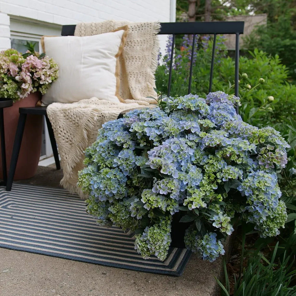 Hydrangea FairyTail Fresco