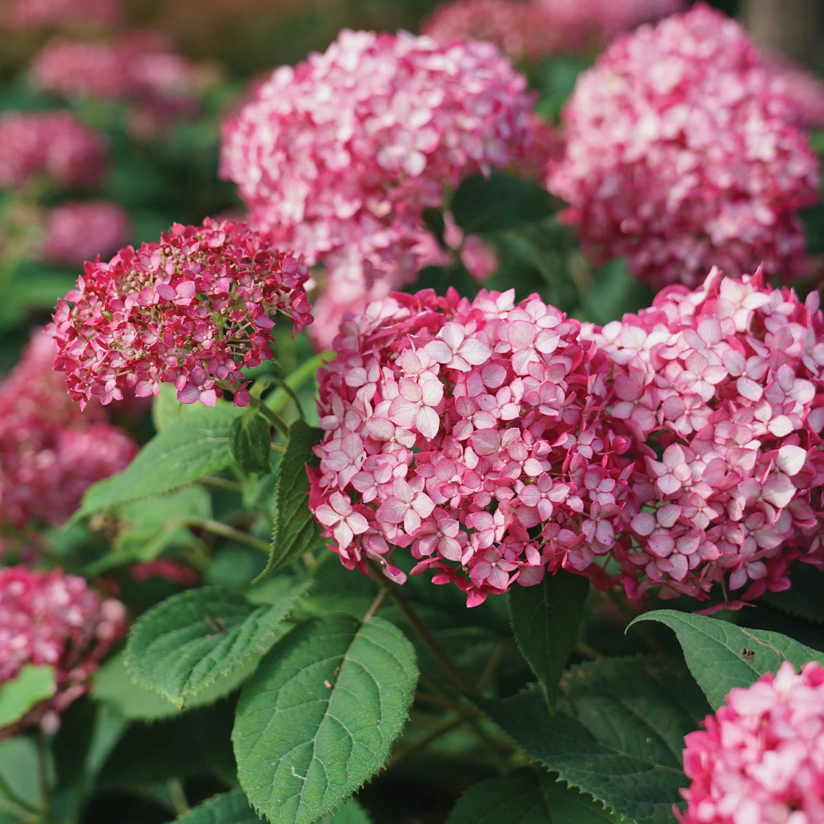 Hydrangea arborescens Invincibelle Ruby