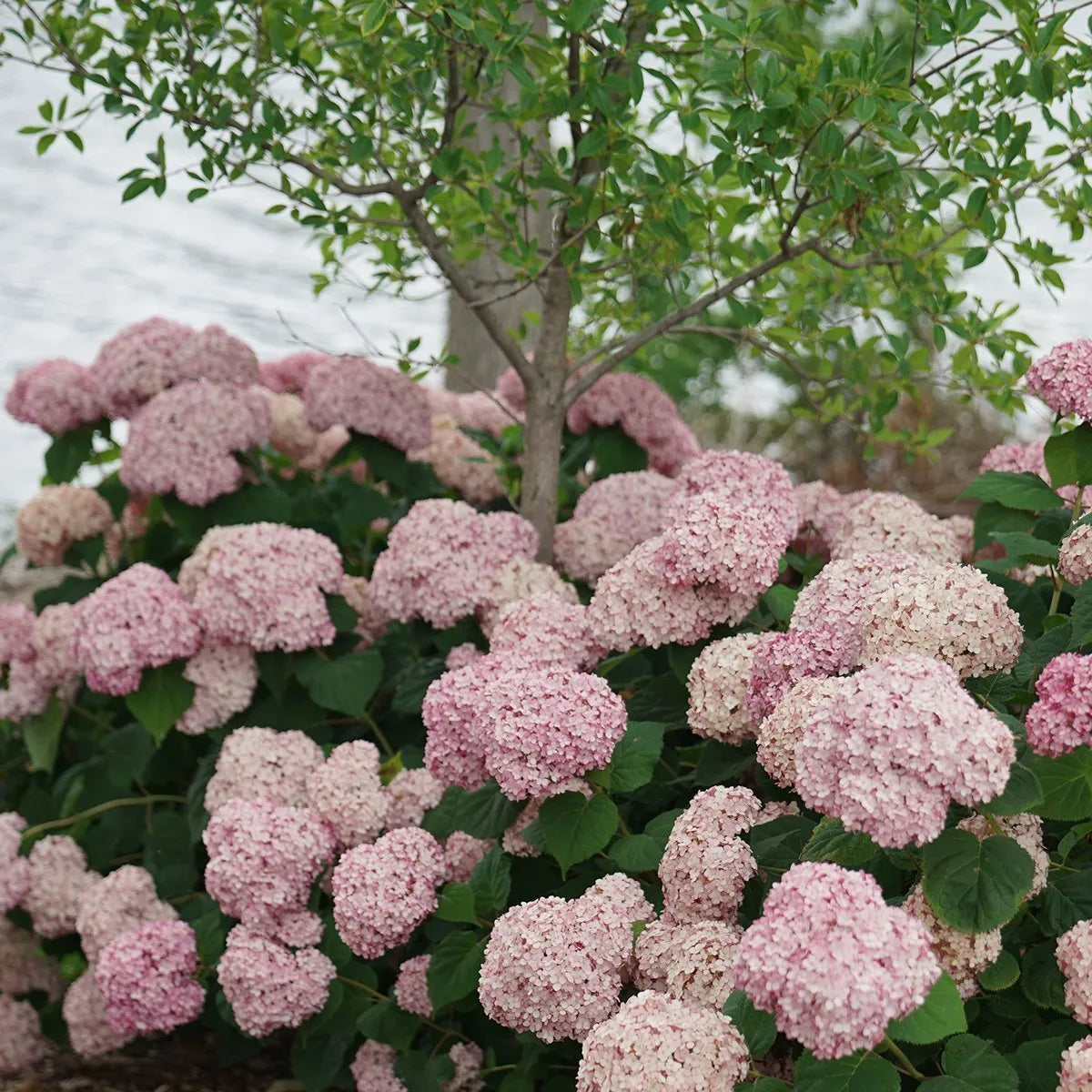 Hydrangea arborescens 'Incrediball Blush'