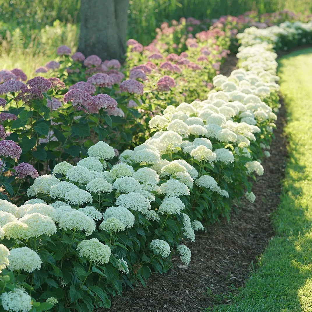 Hydrangea arborescens Invincibelle Limetta