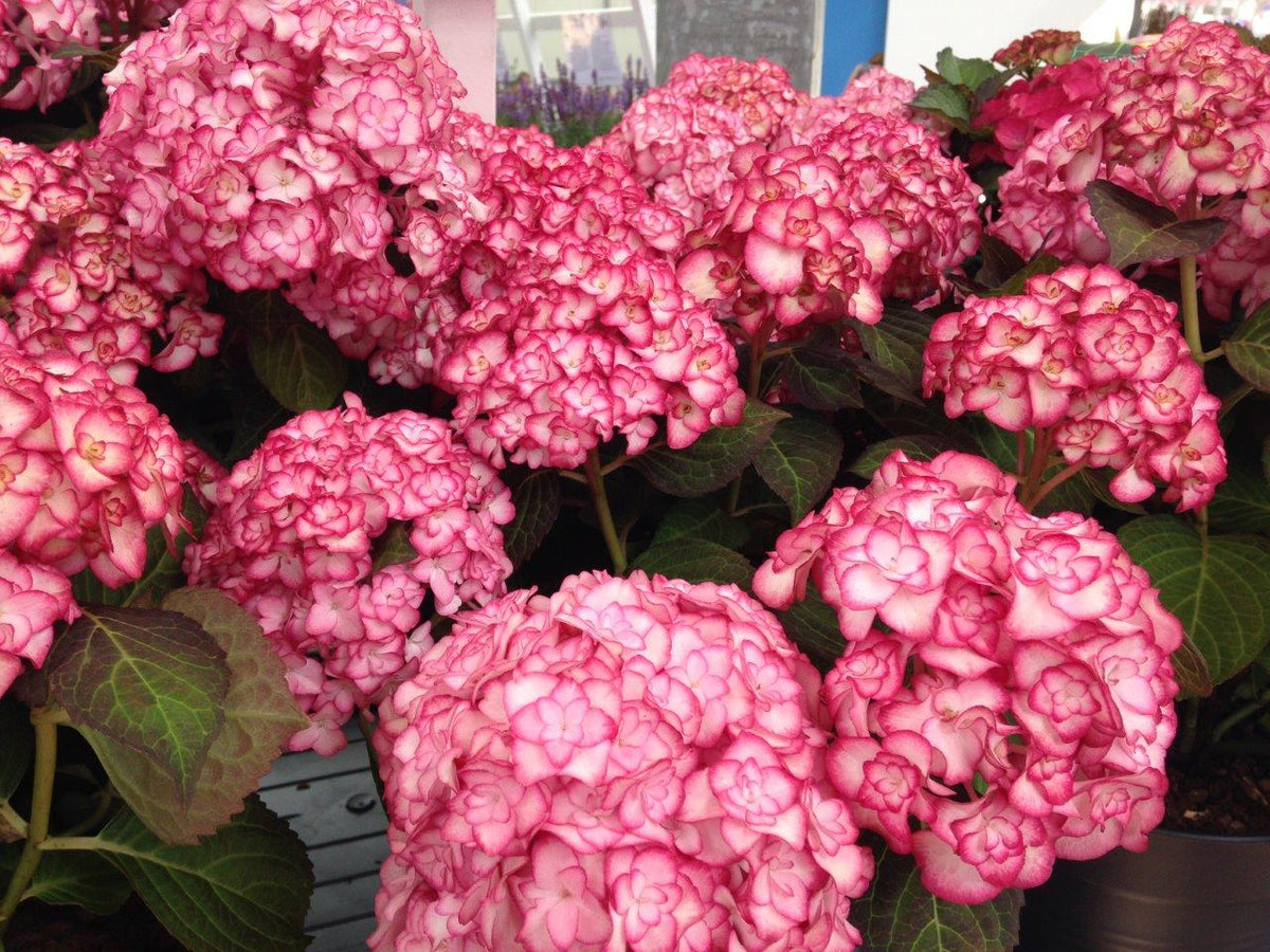 Hydrangea Macrophylla 'Miss Saori'