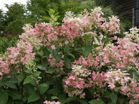 Hydrangea paniculata 'Quick Fire'