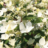 Hydrangea Paniculata 'Fire and Ice'