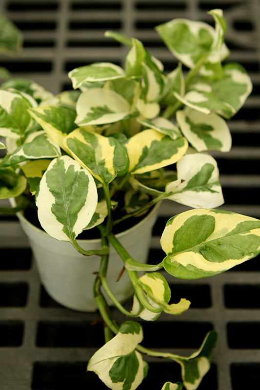 Epipremnum aureum Pearls & Joy - Pothos Pearl N Joy