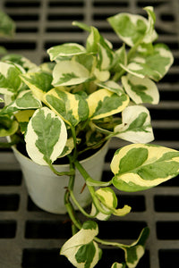 Epipremnum aureum Pearls & Joy - Pothos Pearl N Joy