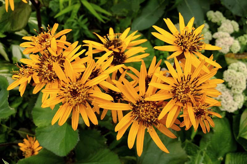 Ligularia dentée Desdemona