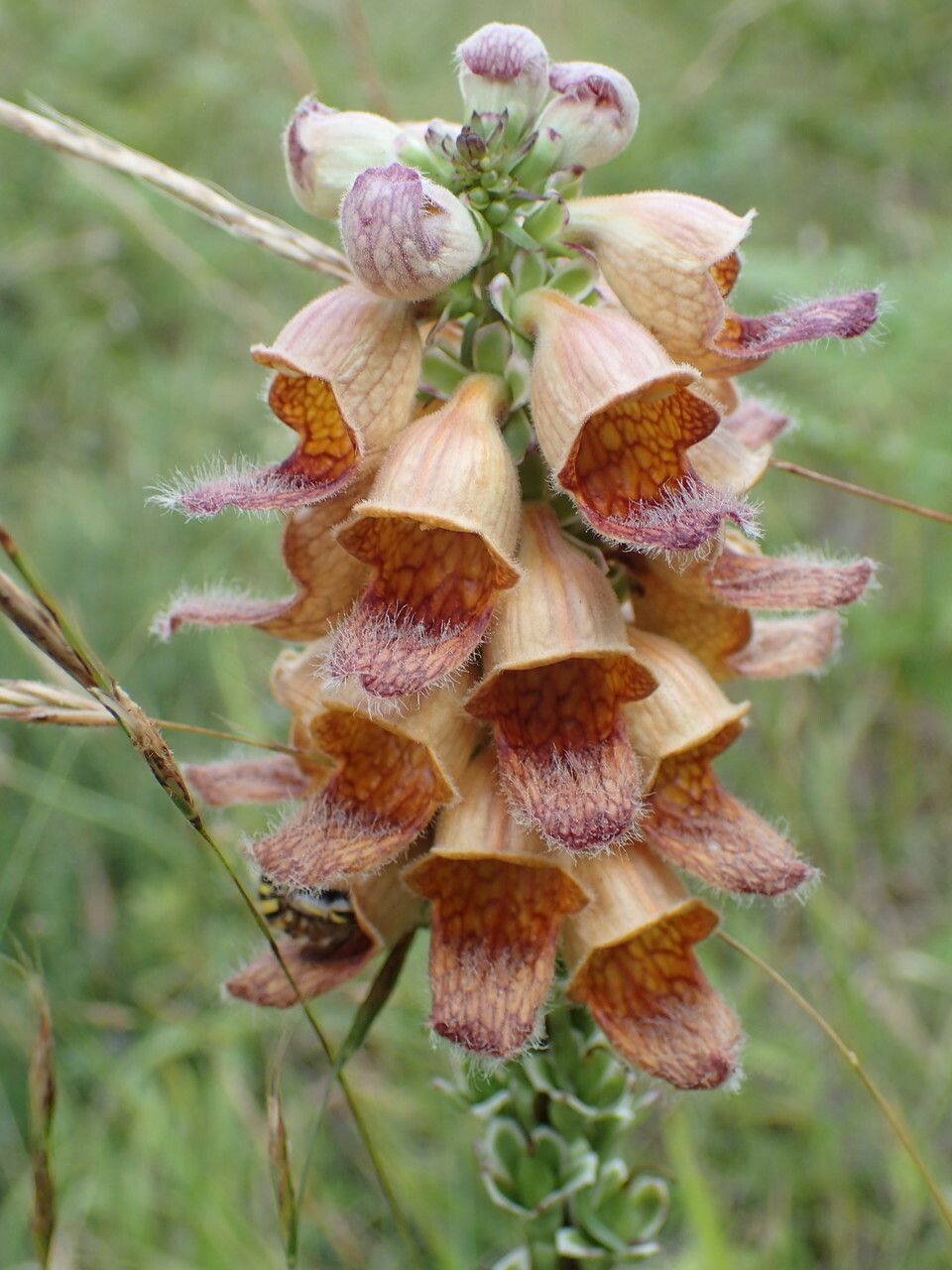 Digitalis rouillé - digitalis ferruginea
