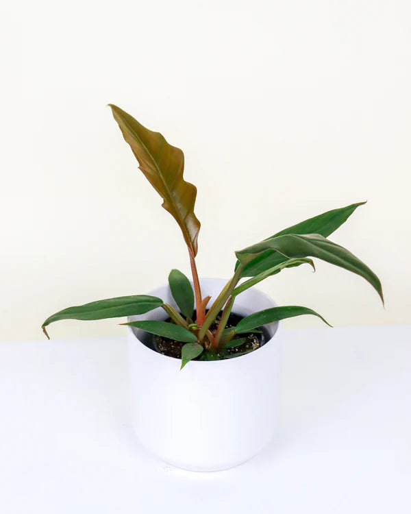 Philodendron Caramel Pluto