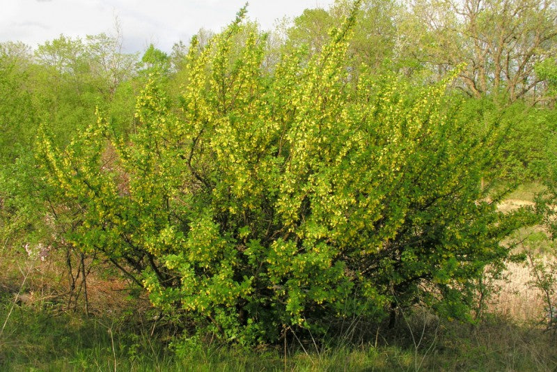 Caragana - Arborescens