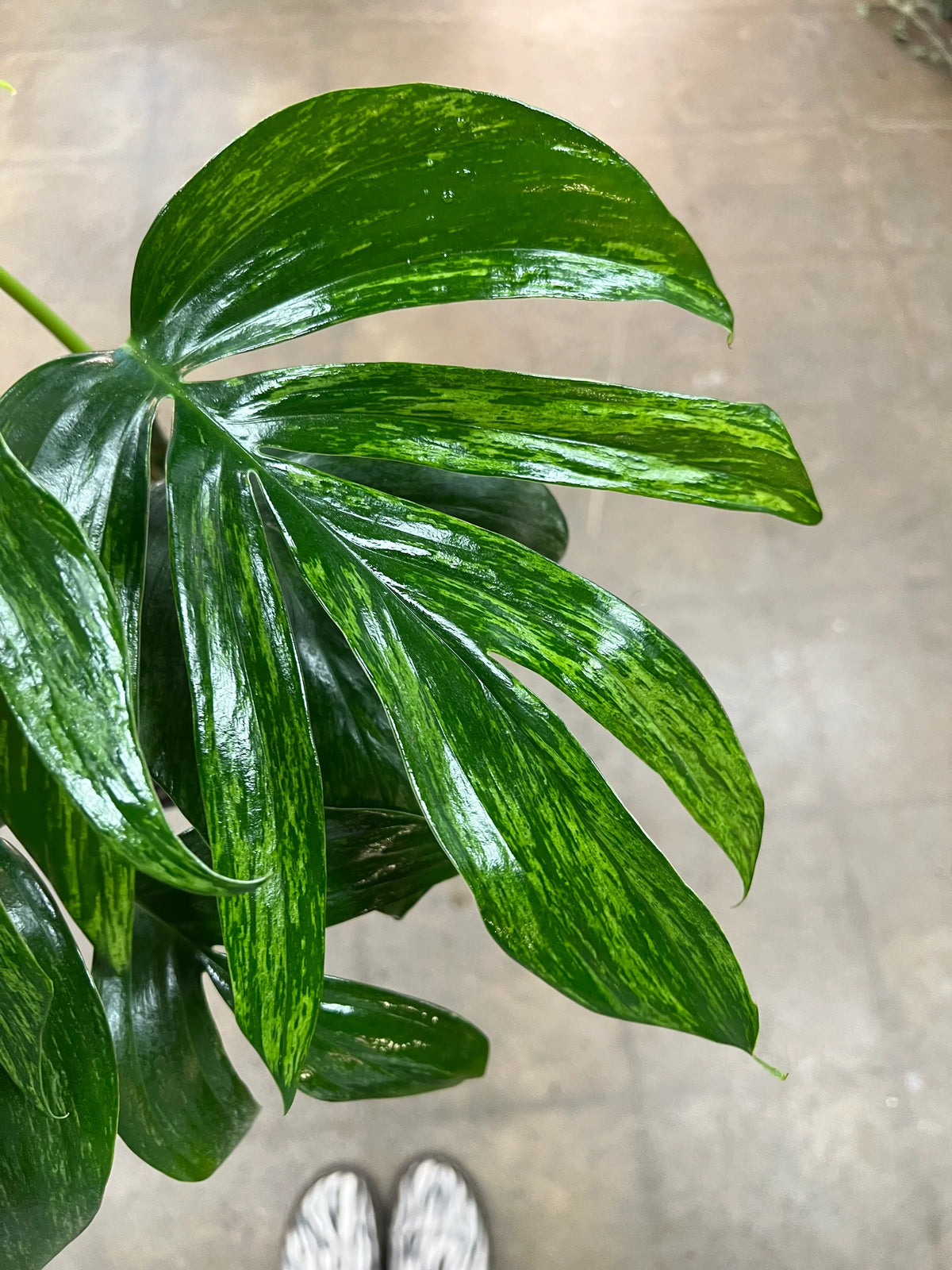 Raphidophora Dragon Tail Variegata