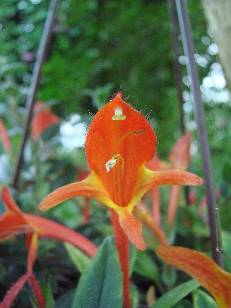 Columnea Hirta