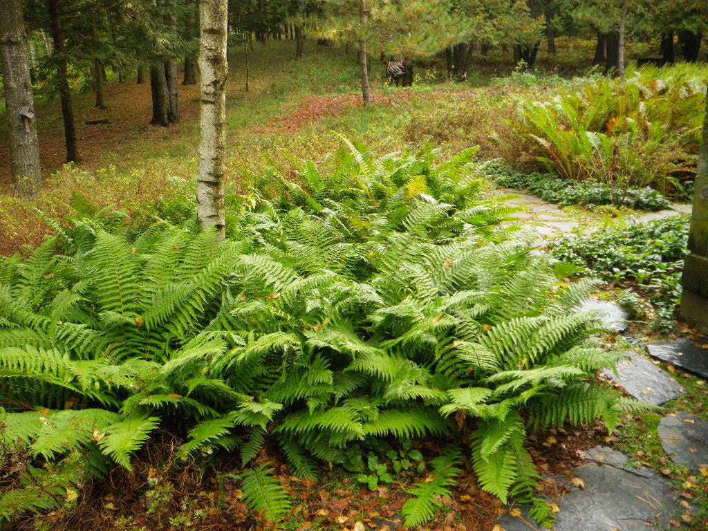 Dryopteris Complexe Robuste