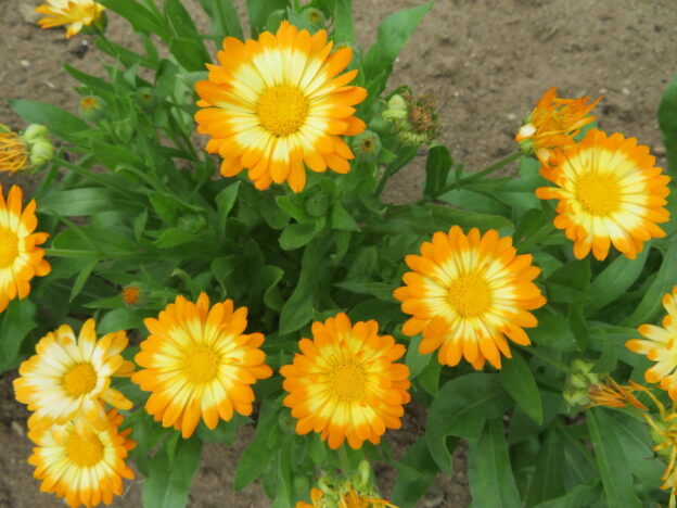 Seed - Calendula 'Oopsy Daisy' - Catherine's Ornamental Vegetable Garden