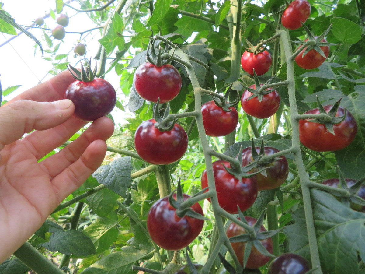 Sachet de semence - Tomate Glossy Rose Blue – Le Potager ornemental de Catherine