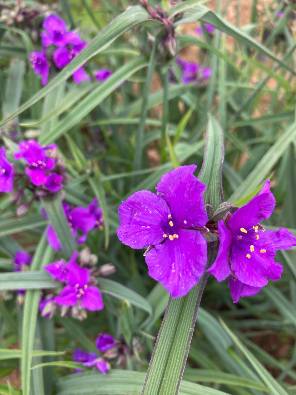 Tradescantia 'Concord Grape' (Spider Lily)