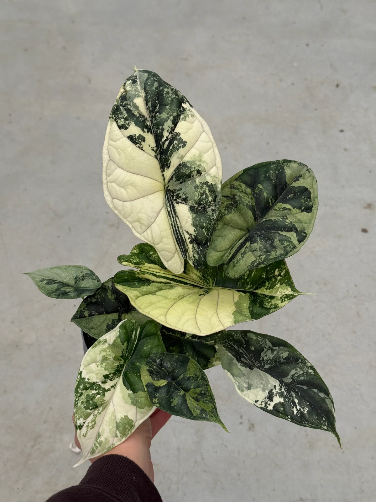 Alocasia baginda 'Dragon Scale Mint Variegata'
