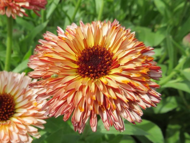 Semence - Souci 'Touch of Red Buff' - Le potager ornemental de Catherine