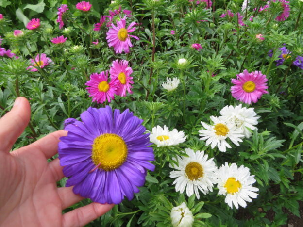 Seed - China Aster - Catherine's Ornamental Vegetable Garden