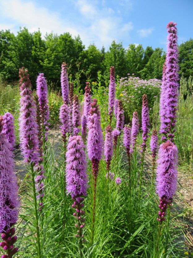 Seed - Liatris spicata - Catherine's Ornamental Garden