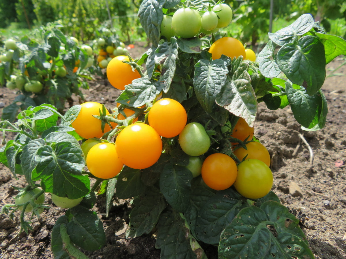 Sachet de semence - Tomate Jochalos – Le Potager ornemental de Catherine