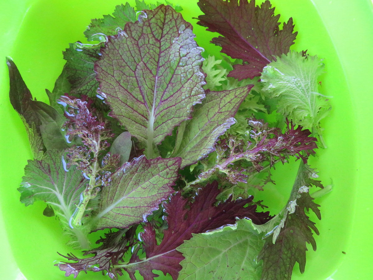 Sachet de semence - Moutarde mix  – Le Potager ornemental de Catherine