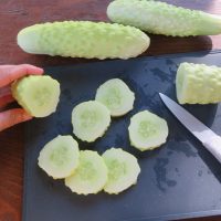 Seed - Three-leaf white cucumber - Catherine's Ornamental Vegetable Garden