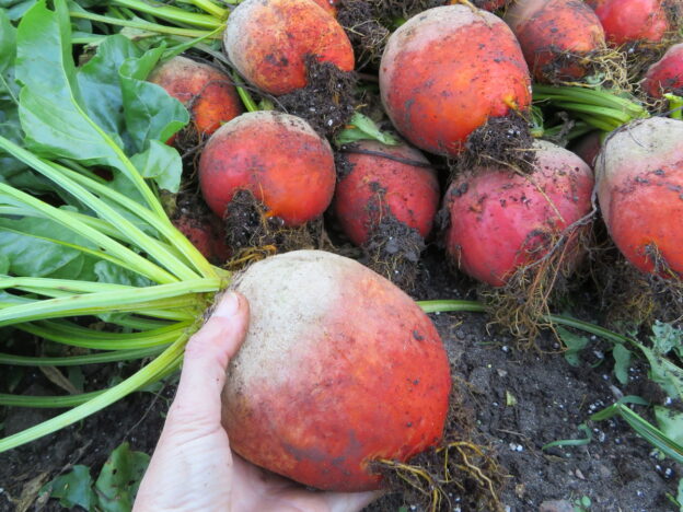 Semence - Betterave Boldor - Le potager ornemental de Catherine