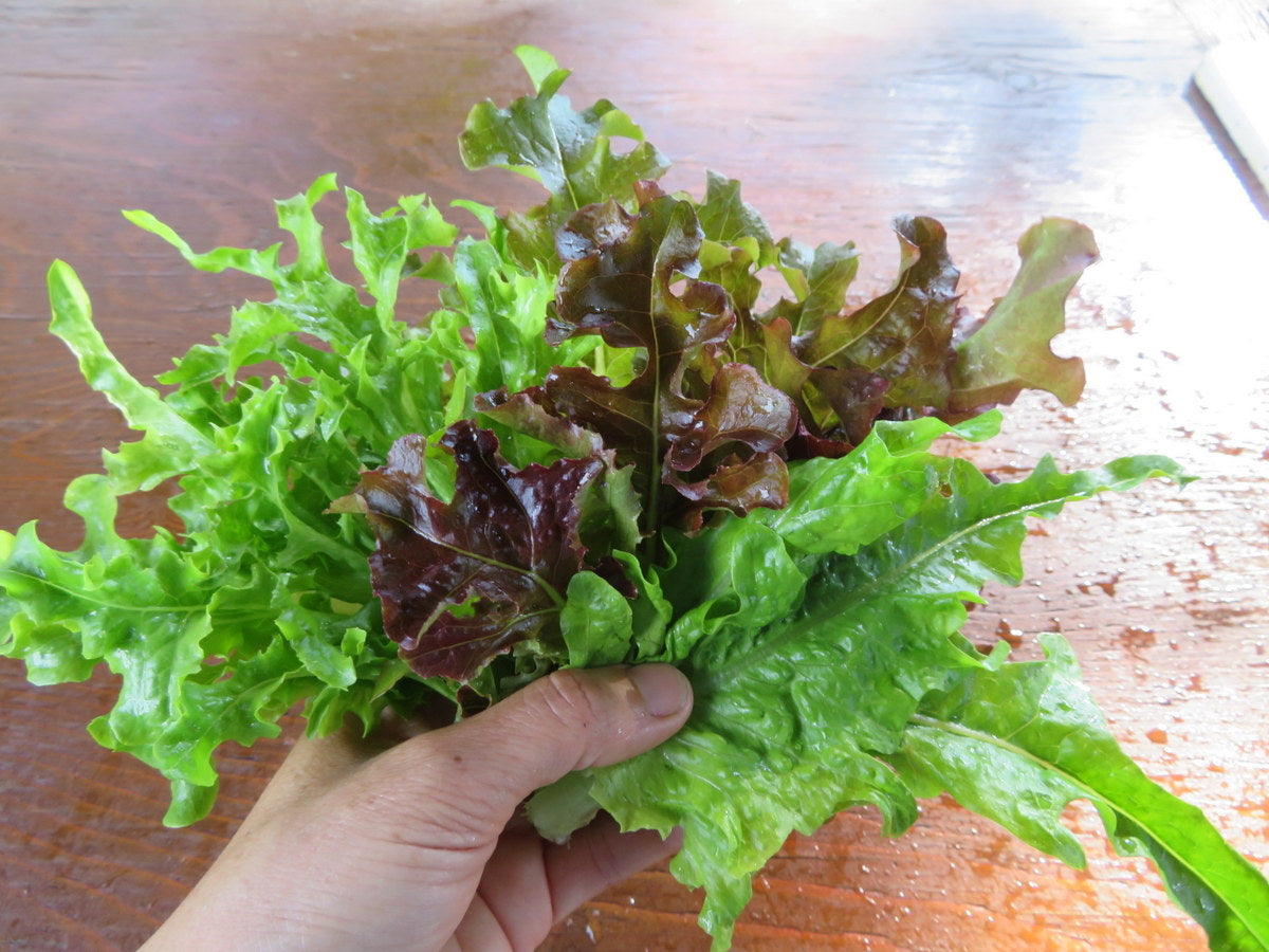 Sachet de semence - Laitues feuilles de chêne mix – Le Potager ornemental de Catherine