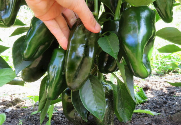 Seed - Permagreen Pepper - Catherine's Ornamental Garden