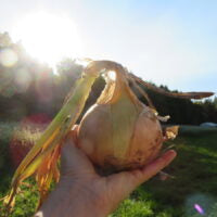 Seed - Ailsa Craig Onion - Catherine's Ornamental Vegetable Garden