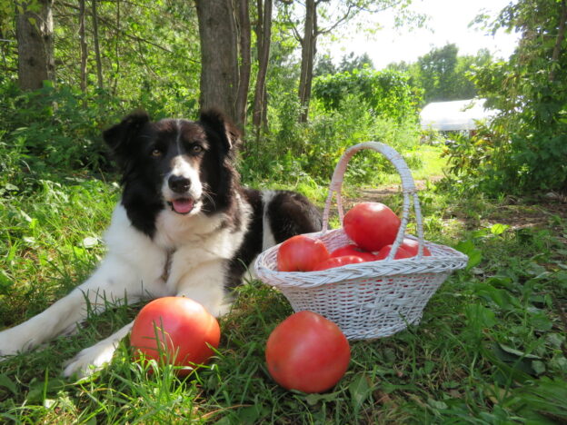 Seed - Tomato 'Velmozha' - Catherine's Ornamental Kitchen Garden