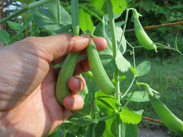 Sachet de semence - Pois Croquants mix – Le Potager ornemental de Catherine