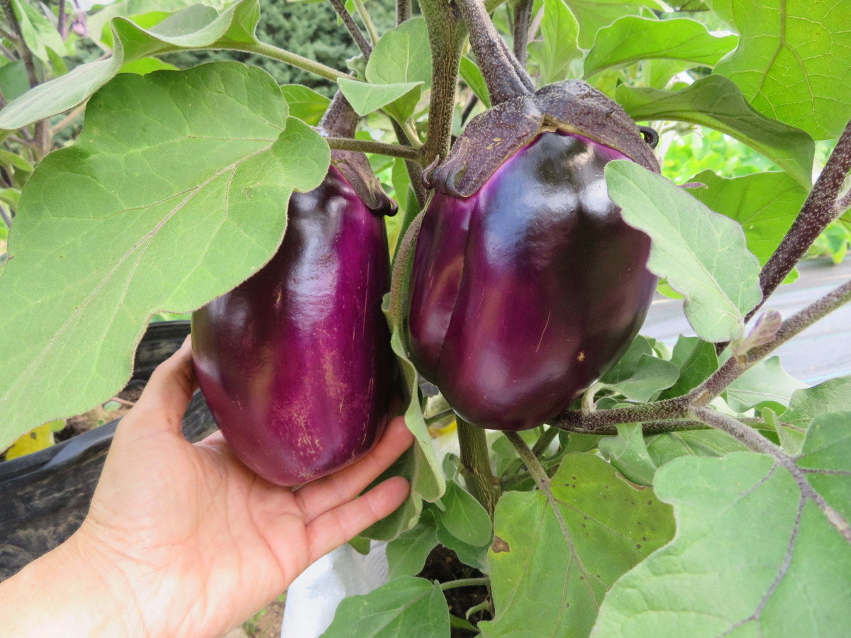 Sachet de semence - Aubergine Violette de Florence – Le Potager ornemental de Catherine