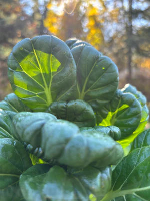 Seed - Tatsoi - Portage Seeds